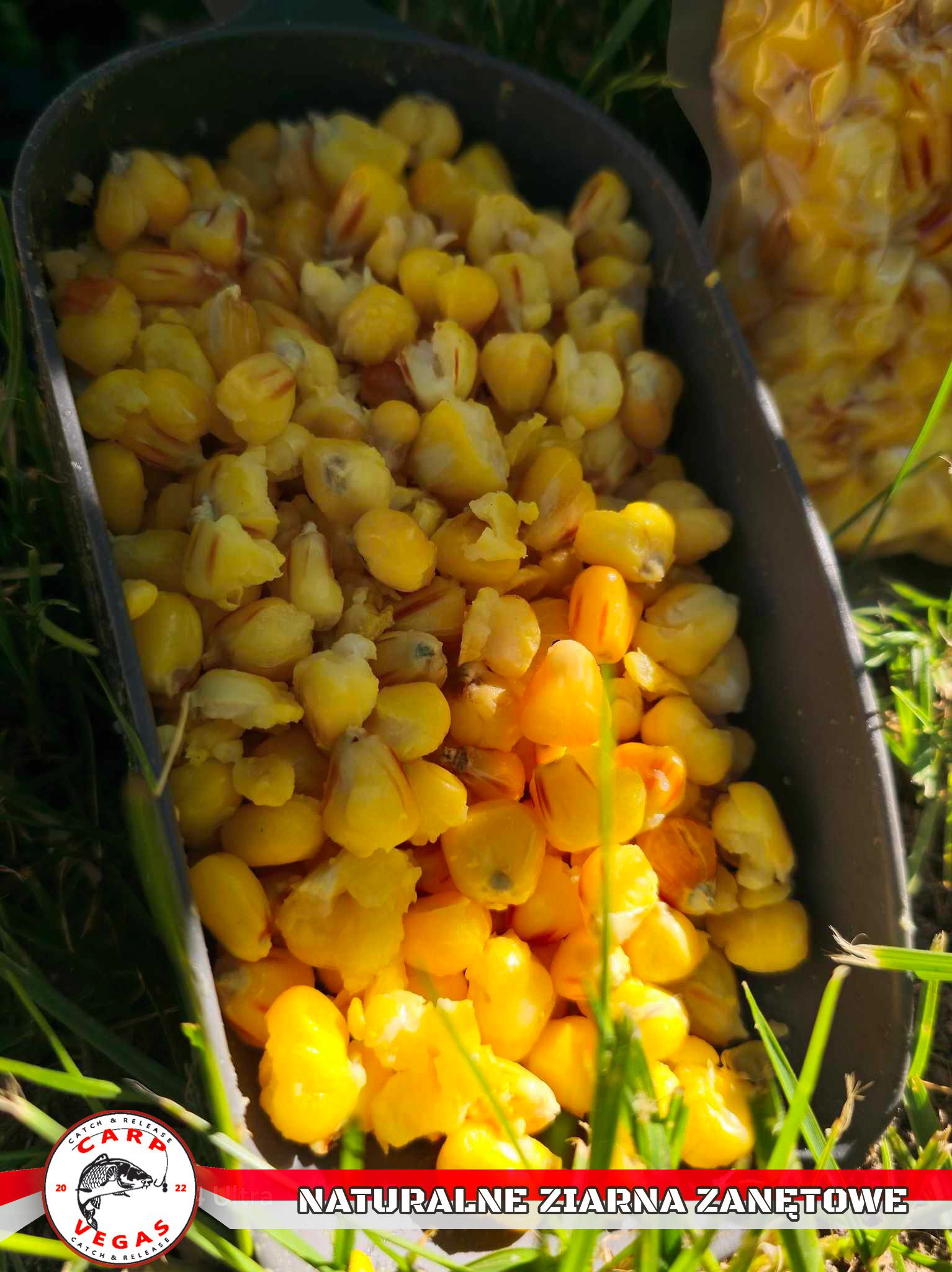 Kukurydza Carp Vegas - obrazek 2